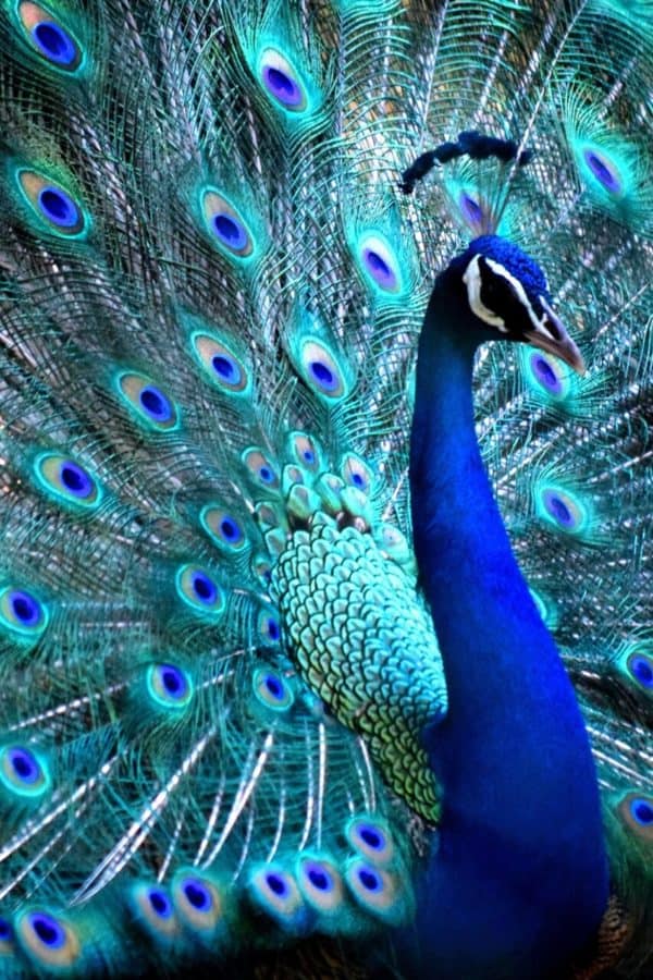 Spectacular Custom Handcrafted Peacock Mosaic and 4 New Designs - MEC Blog