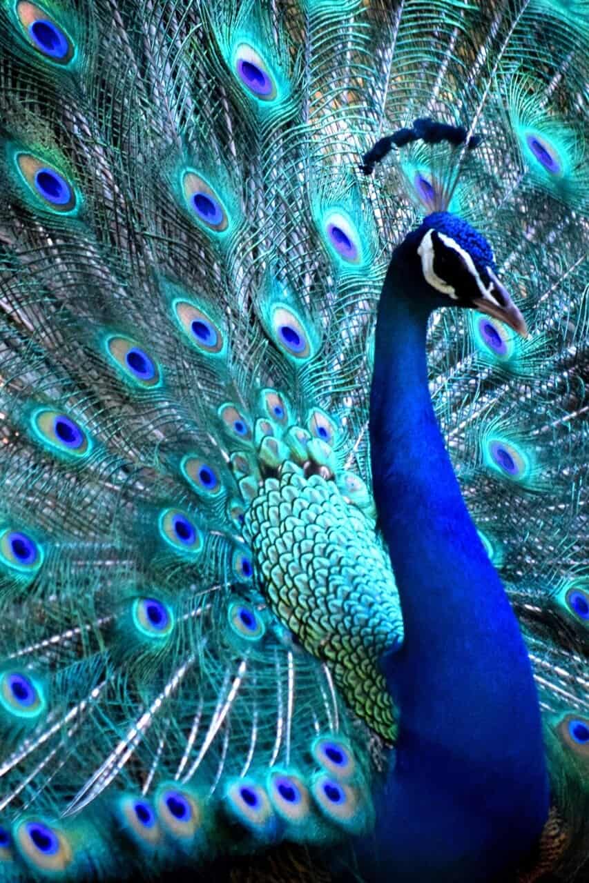 Side profile of an Indian Peacock photo by National Geographic